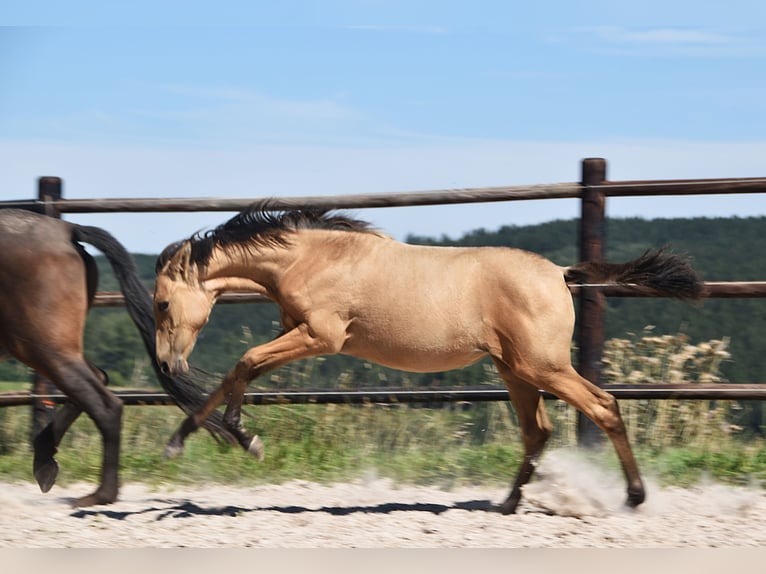 PRE Mare Foal (04/2025) Buckskin in Manhay