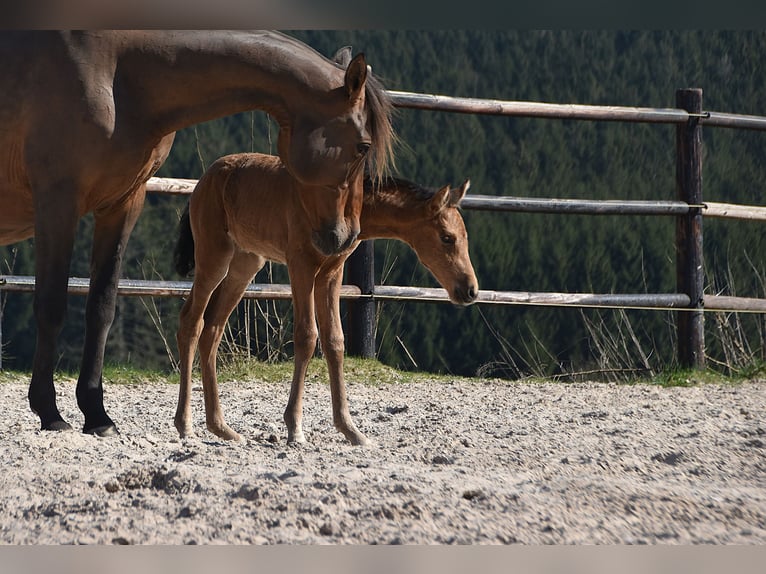 PRE Mare Foal (04/2025) Buckskin in Manhay