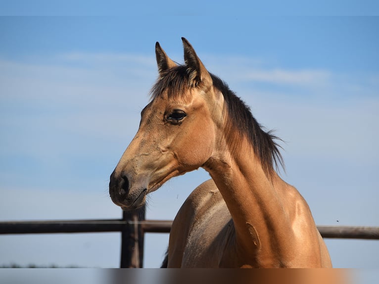 PRE Mare Foal (04/2025) Buckskin in Manhay