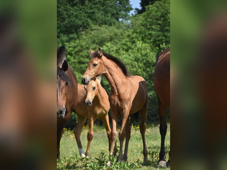 PRE Mare Foal (04/2025) Buckskin in Manhay