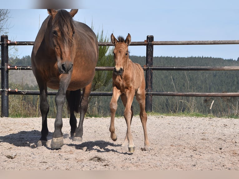 PRE Mare Foal (04/2025) Buckskin in Manhay