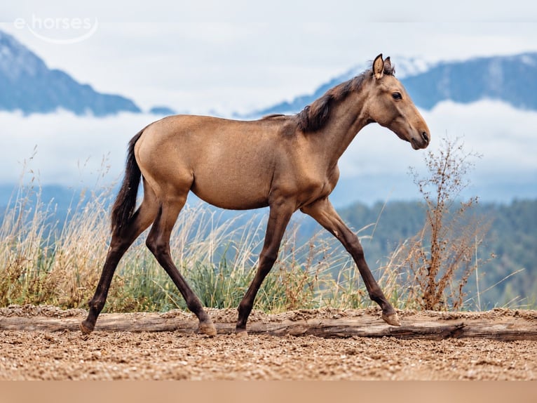 PRE Mare Foal (03/2026) Buckskin in St. Michael ob der Gurk