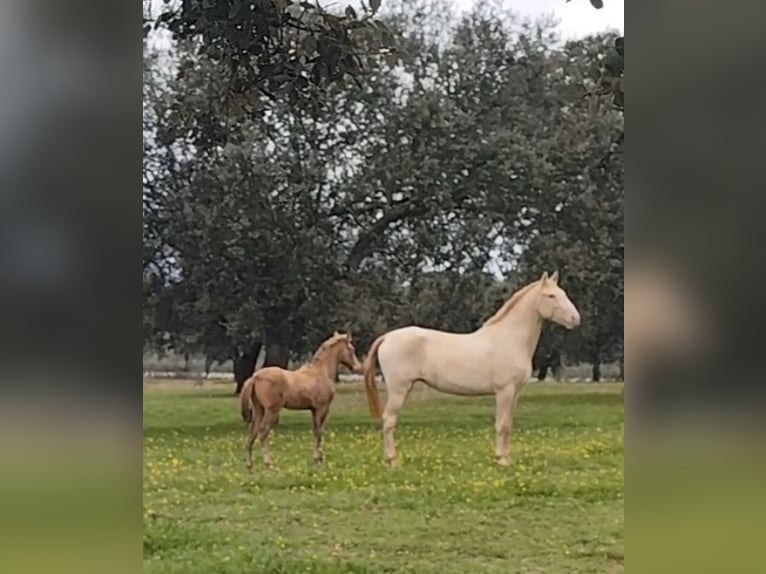 PRE Mare Foal (09/2025) Champagne in Don Benito