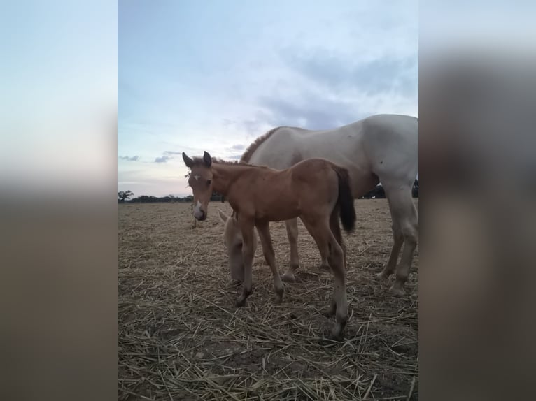 PRE Mare Foal (09/2025) Champagne in Don Benito