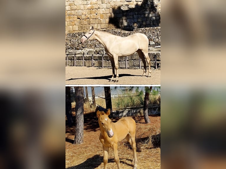 PRE Mare Foal (09/2025) Champagne in Don Benito