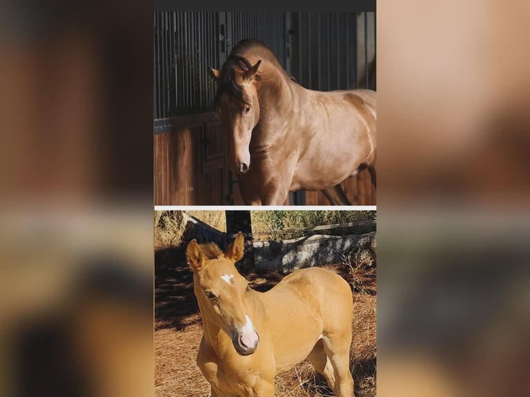 PRE Mare Foal (09/2025) Champagne in Don Benito