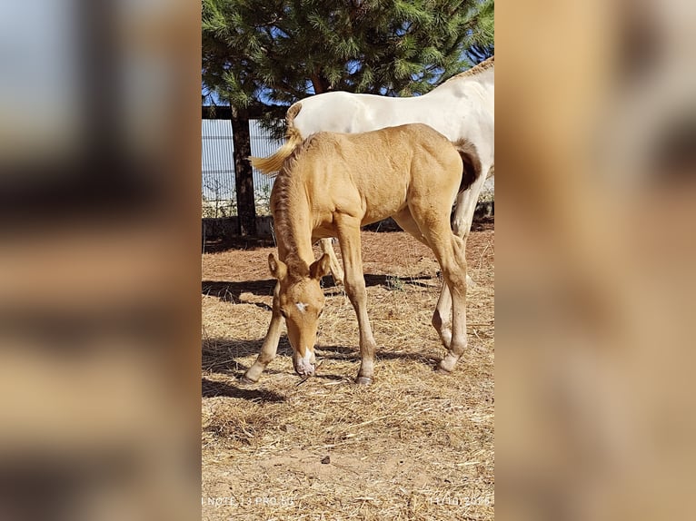 PRE Mare Foal (09/2025) Champagne in Don Benito