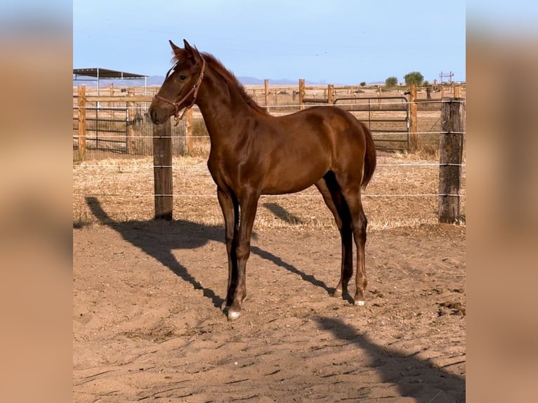 PRE Mix Mare Foal (02/2025) Chestnut in Herald