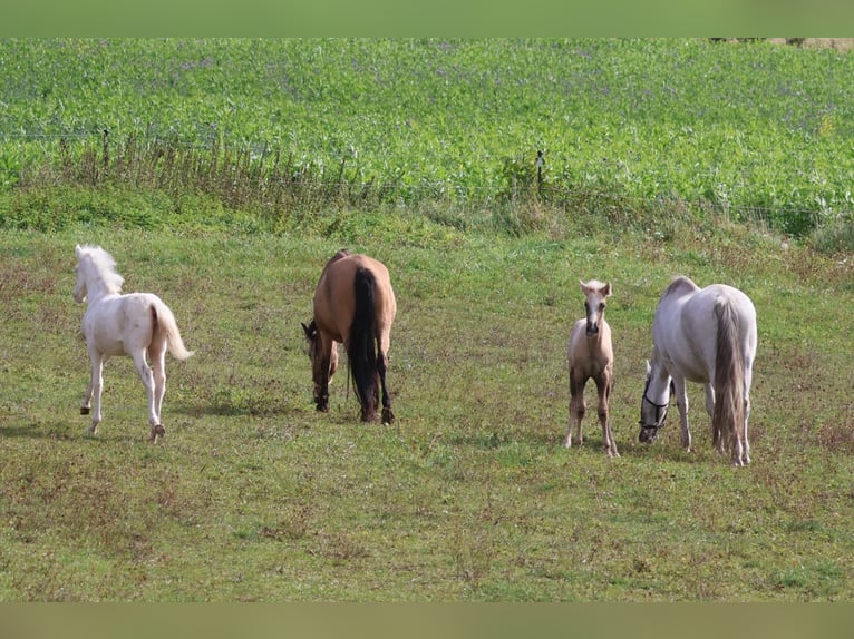 PRE Mare Foal (06/2026) Cremello in Gottfrieding