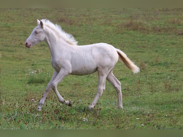 PRE Mare Foal (06/2026) Cremello in Gottfrieding