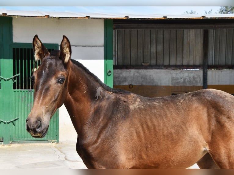 PRE Mare Foal (04/2024) Dun in Provinz Granada