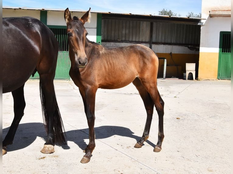 PRE Mare Foal (04/2024) Dun in Provinz Granada