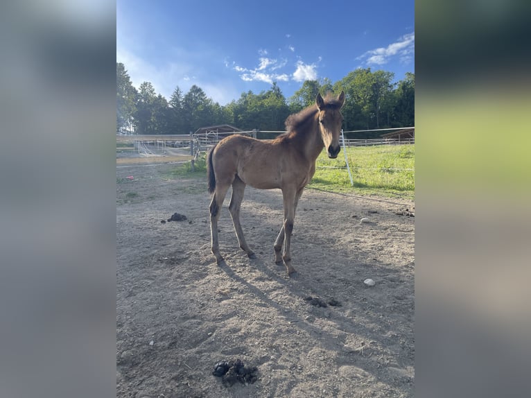 PRE Mare  Dun in Klagenfurt,11.Bez.:St. Ruprecht