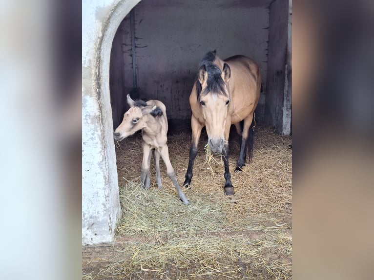 PRE Mare Foal (04/2024) Dun in Gottfrieding