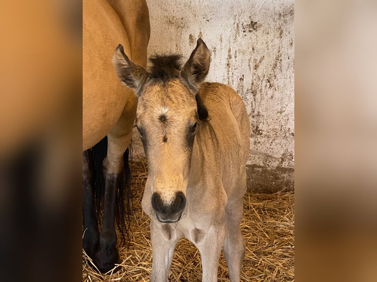 PRE Mare Foal (04/2024) Dun in Gottfrieding