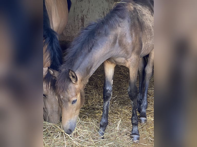 PRE Mare Foal (04/2024) Dun in Gottfrieding