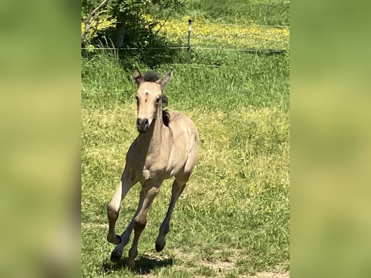 PRE Mare Foal (04/2024) Dun in Gottfrieding