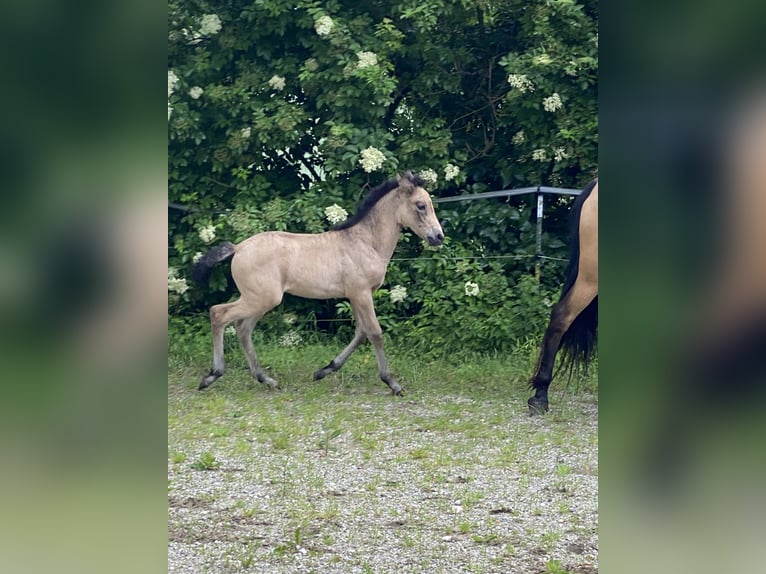 PRE Mare Foal (04/2024) Dun in Gottfrieding