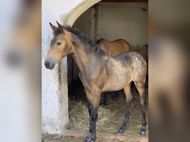 PRE Mare Foal (04/2024) Dun in Gottfrieding