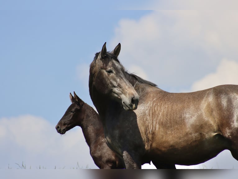 PRE Mare  Gray-Dark-Tan in Le Coudray-sur-Thelle