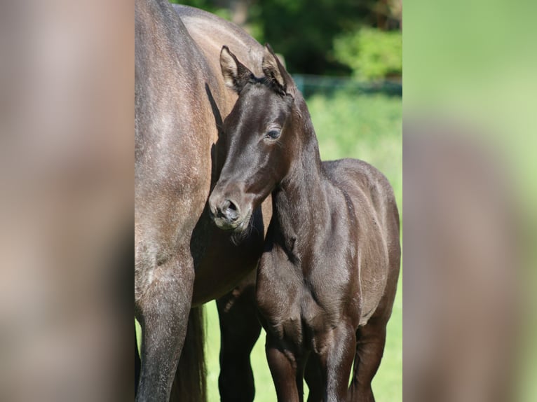 PRE Mare  Gray-Dark-Tan in Le Coudray-sur-Thelle