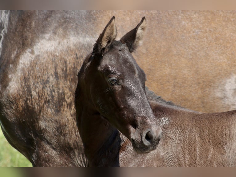 PRE Mare  Gray-Dark-Tan in Le Coudray-sur-Thelle