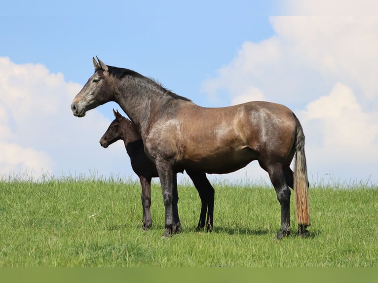 PRE Mare  Gray-Dark-Tan in Le Coudray-sur-Thelle