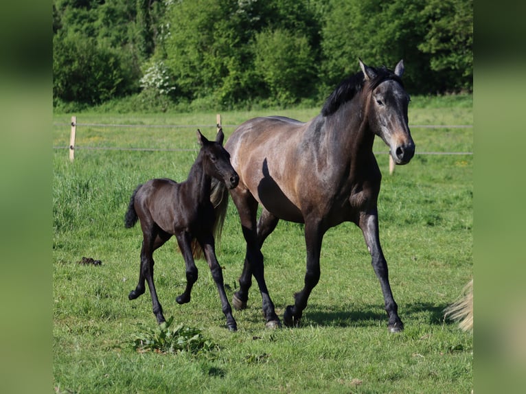 PRE Mare  Gray-Dark-Tan in Le Coudray-sur-Thelle