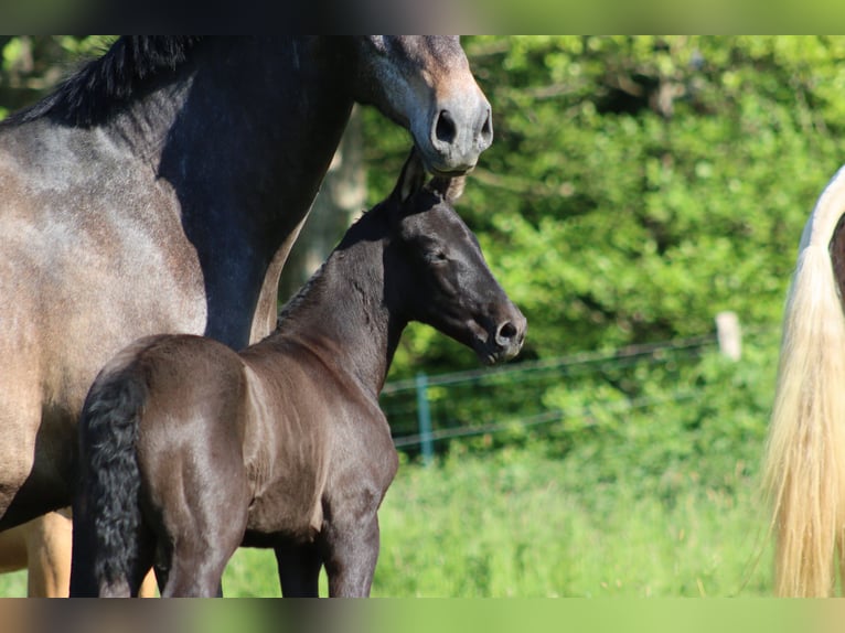 PRE Mare  Gray-Dark-Tan in Le Coudray-sur-Thelle
