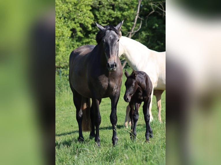 PRE Mare  Gray-Dark-Tan in Le Coudray-sur-Thelle