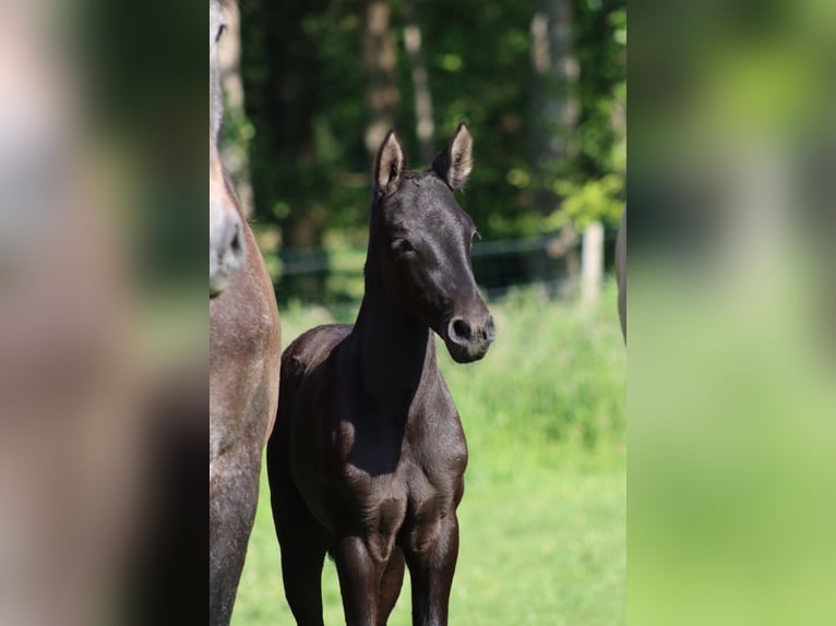 PRE Mare  Gray-Dark-Tan in Le Coudray-sur-Thelle