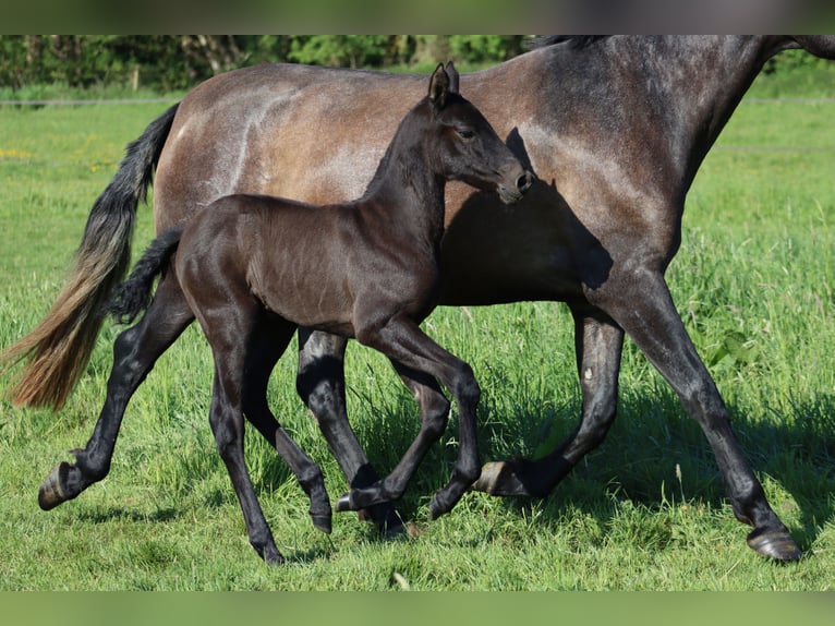 PRE Mare  Gray-Dark-Tan in Le Coudray-sur-Thelle