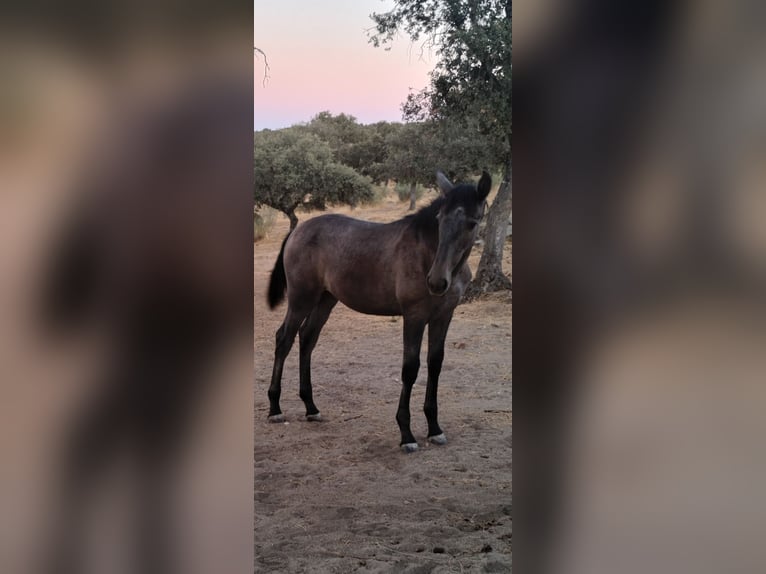 PRE Mare Foal (01/2026) Grey in Pedroche