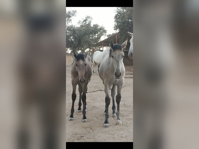 PRE Mare Foal (01/2026) Grey in Pedroche