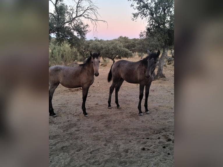 PRE Mare Foal (01/2026) Grey in Pedroche