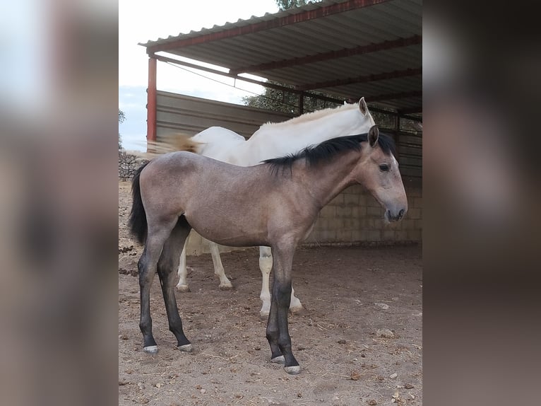 PRE Mare Foal (01/2026) Grey in Pedroche