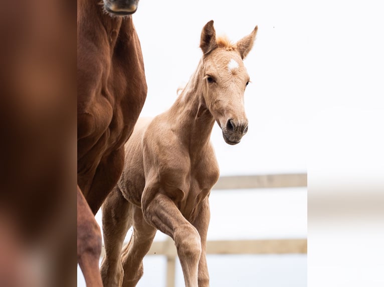 PRE Mare Foal (02/2026) Palomino in Klagenfurt