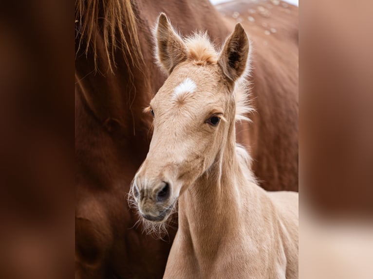 PRE Mare Foal (02/2026) Palomino in Klagenfurt