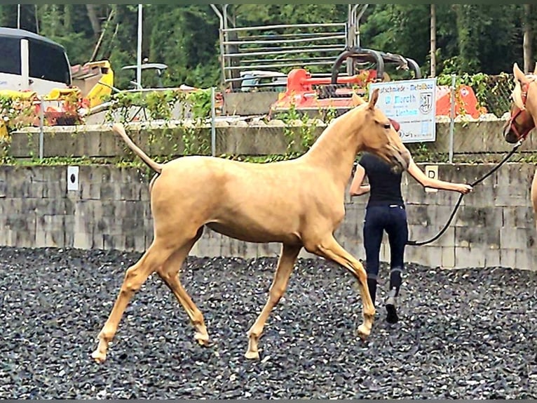 PRE Mare Foal (03/2024) Palomino in Küssaberg