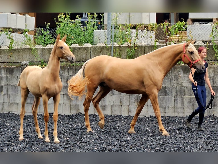 PRE Mare Foal (03/2024) Palomino in Küssaberg