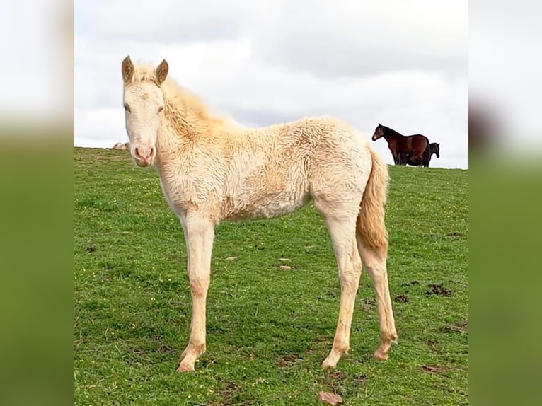 PRE Mare Foal (01/2025) Perlino in Ciudad Real