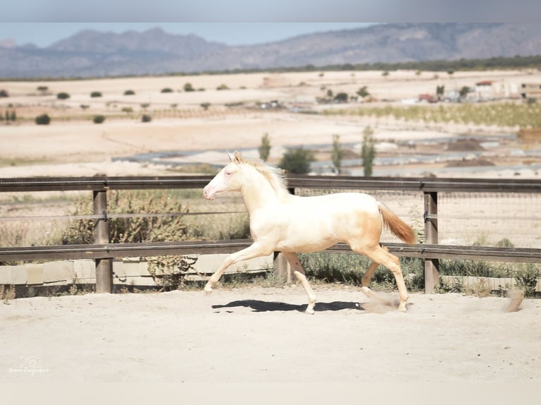 PRE Mare Foal (02/2024) Perlino in Torre del Rico