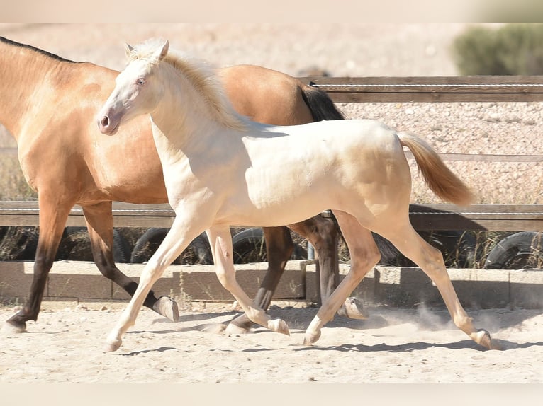 PRE Mare Foal (02/2024) Perlino in Torre del Rico