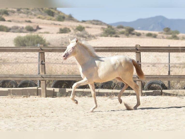 PRE Mare Foal (02/2024) Perlino in Torre del Rico