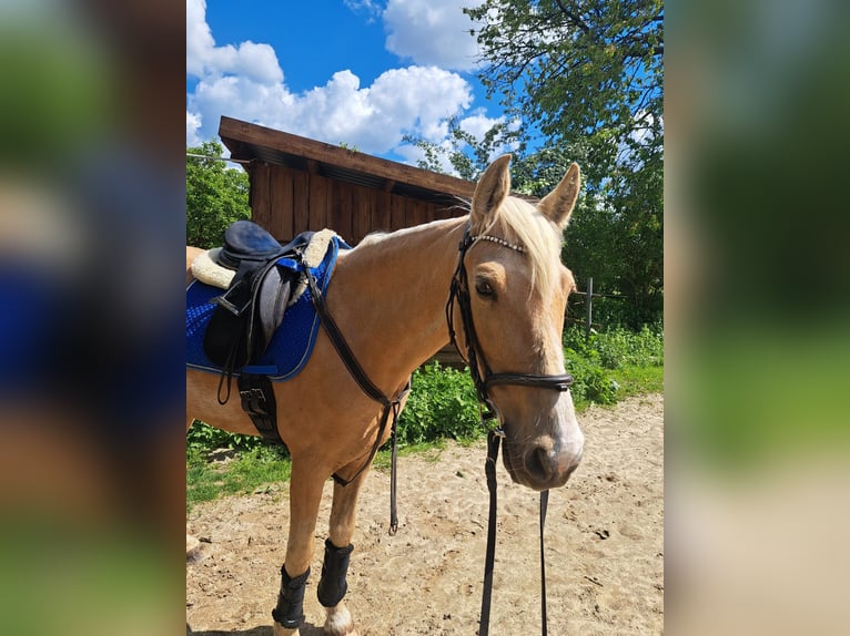 PRE Merrie 10 Jaar 148 cm Palomino in Klein Upahl