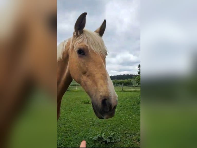 PRE Mix Merrie 10 Jaar 148 cm Palomino in Klein Upahl