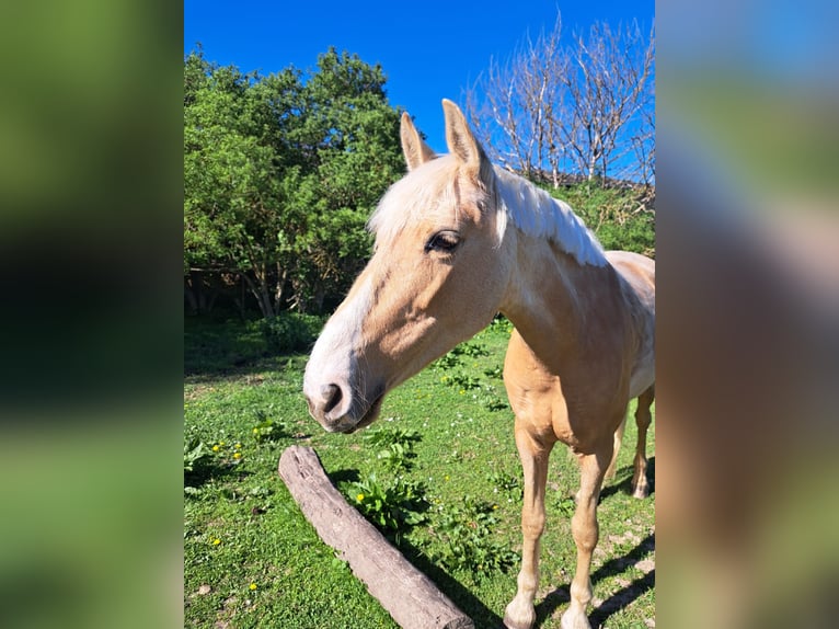PRE Merrie 10 Jaar 150 cm Palomino in Klein Upahl