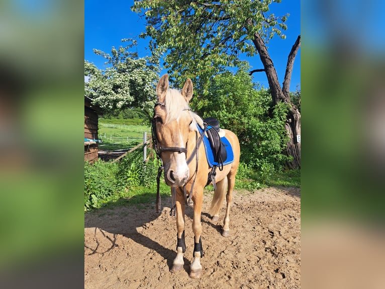 PRE Merrie 10 Jaar 150 cm Palomino in Klein Upahl
