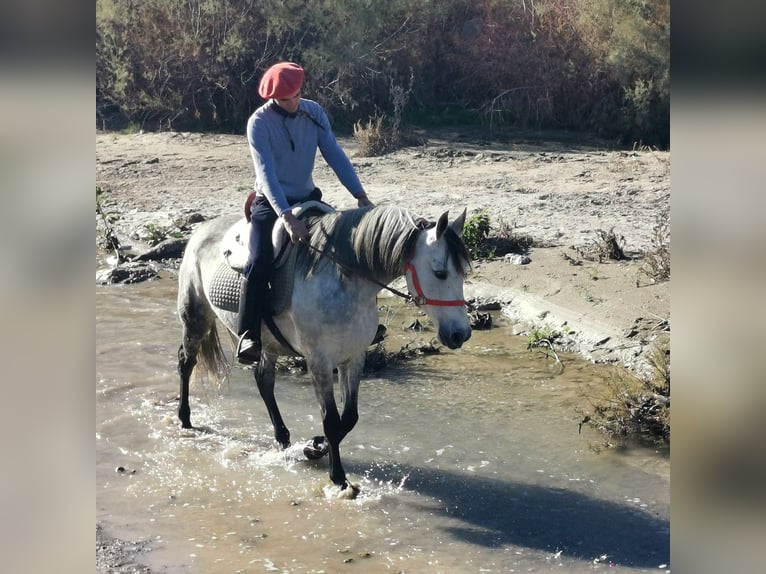 PRE Mix Merrie 10 Jaar 155 cm Schimmel in Adra Almeria