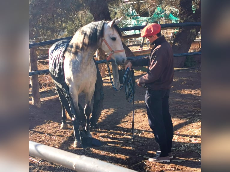 PRE Mix Merrie 10 Jaar 155 cm Schimmel in Adra Almeria